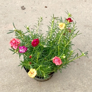 Cây mười giờ Thái bầu đất